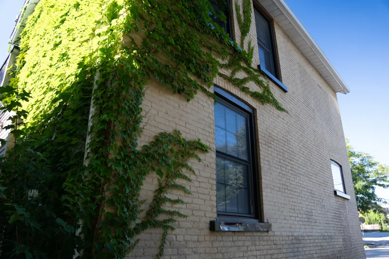 Ivy-covered brick side wall